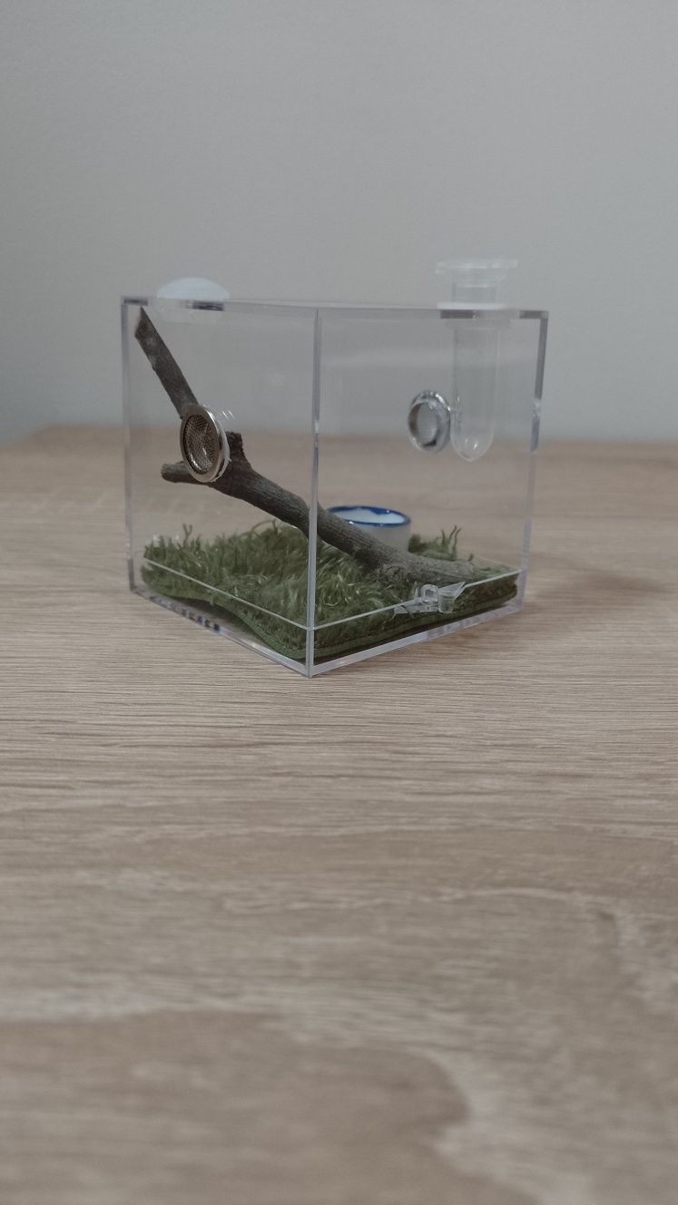 Mini terrarium akrylowe z wystrojem - skakun, mały pająk + GRATIS