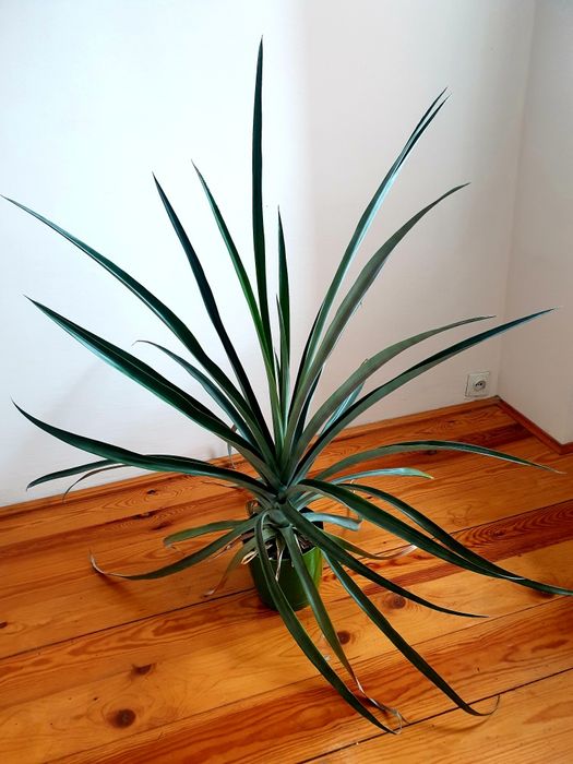 Ananas XXL - duża okazała roślina 120 cm.