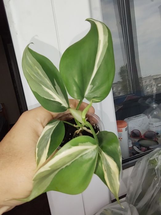 Філодендрон хедерацеум ріо сіам санрайз сканденс єлов