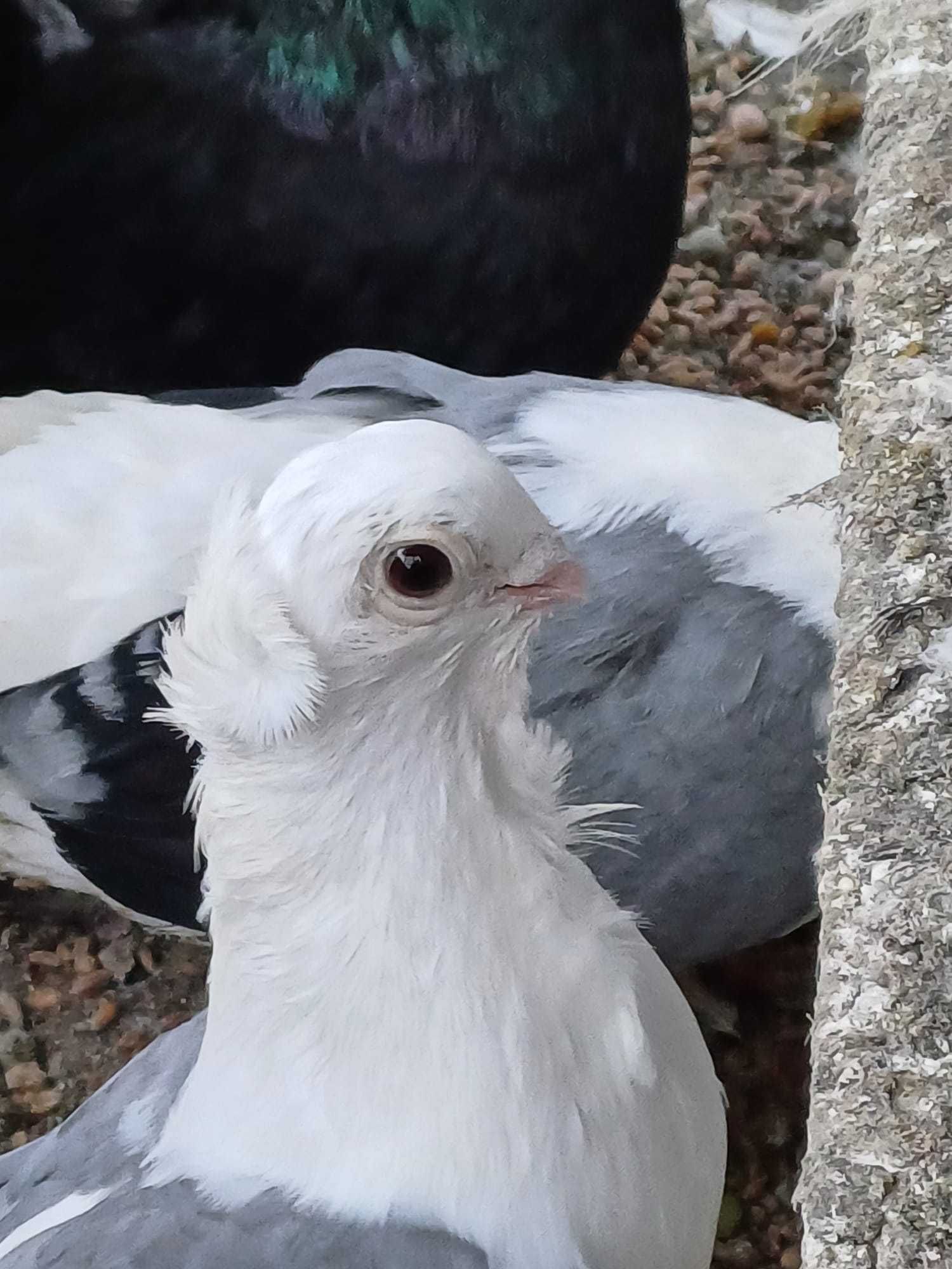 2 pary gołębi rasy Mewka Polska