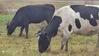 Продам молодых глубоко стельных дойных коров