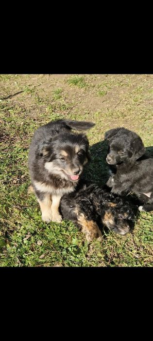 Oddam za darmo 3 małe pieski