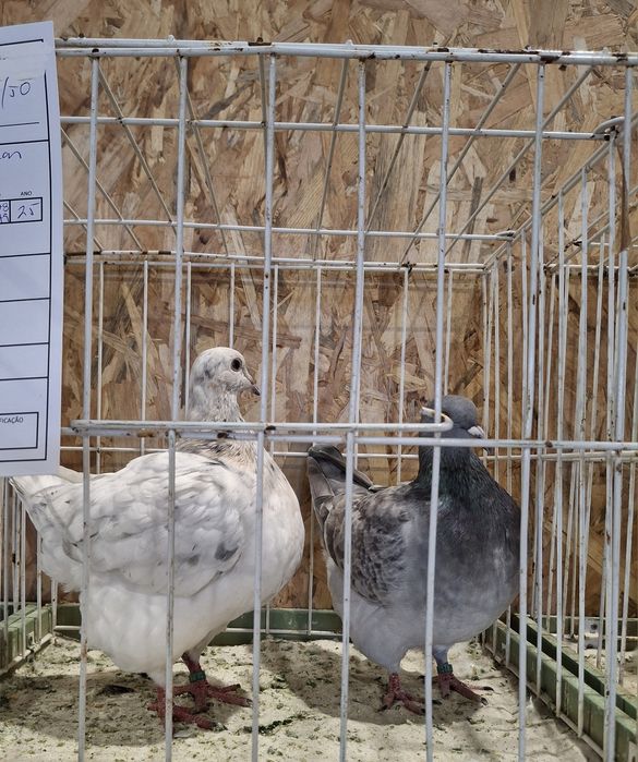 Casal de pombos Texan