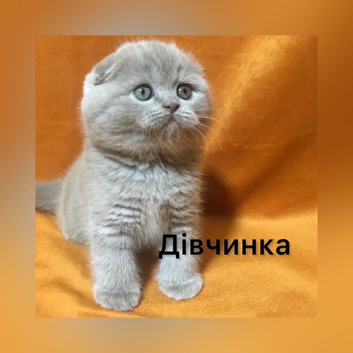 Котенята з паспортами