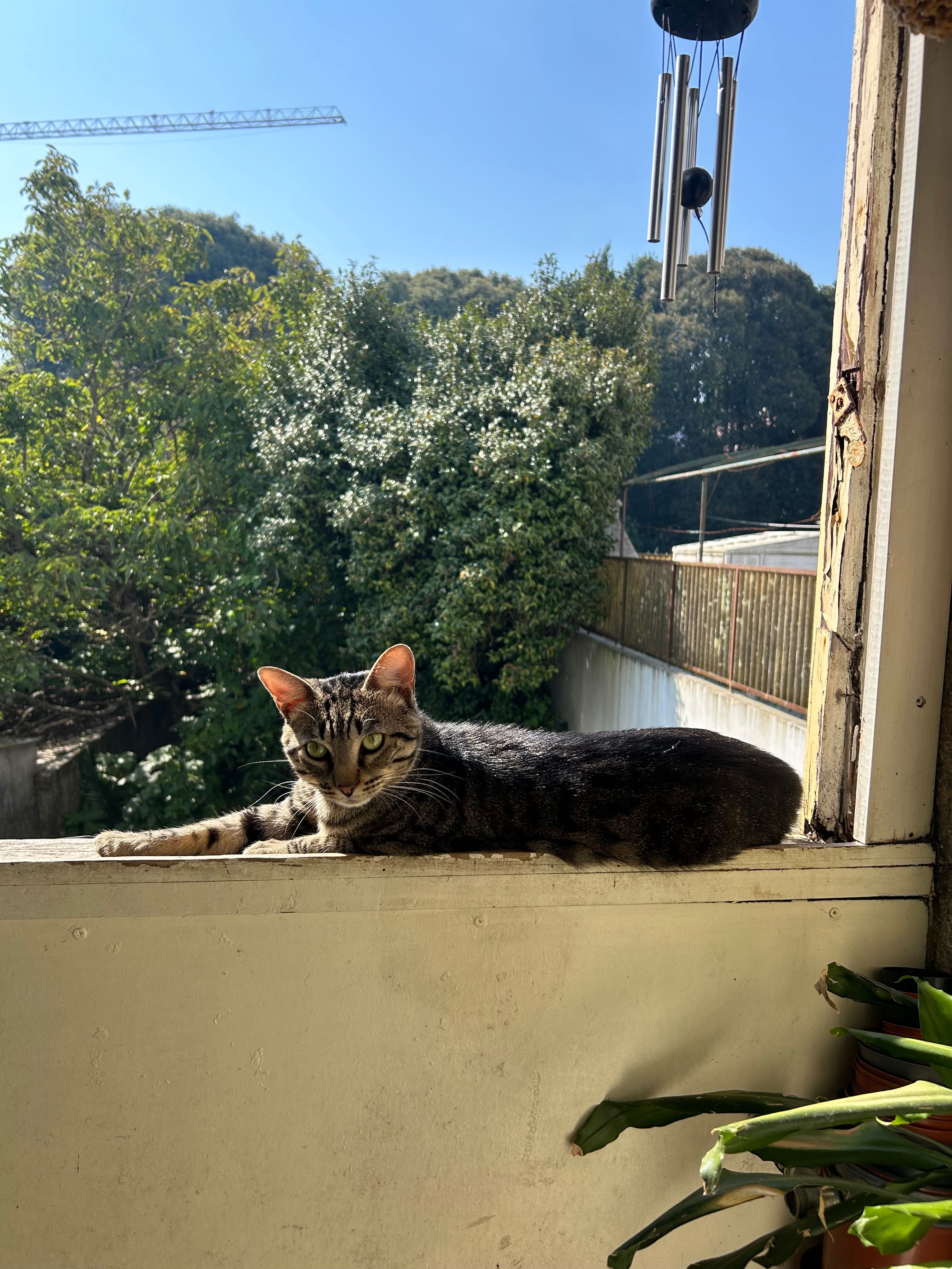 Pet sitting e walk/ baby sitting