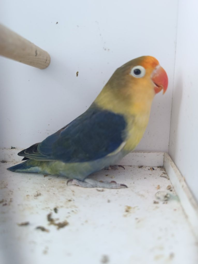 Agapornis Fischeris turquesas