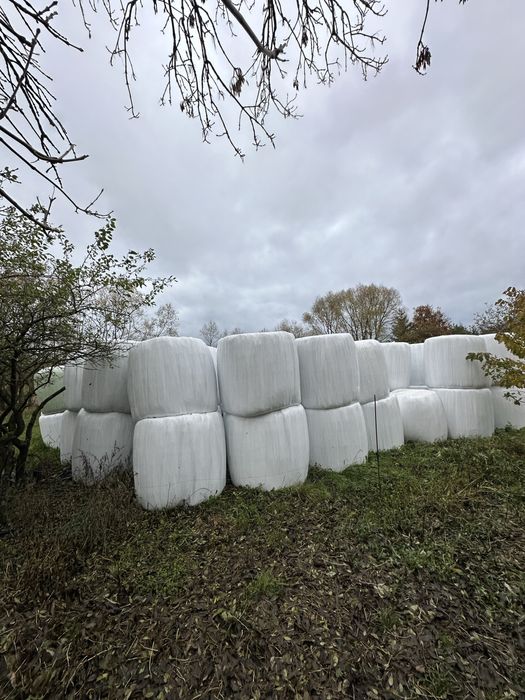 Bele lucerny , trawy z koniczyna