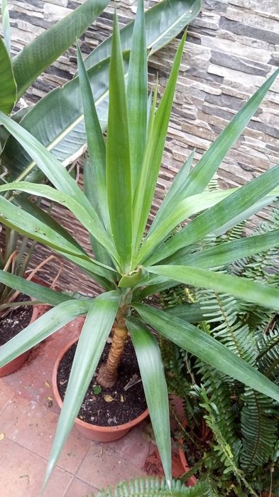 Vendo Yucca em vaso