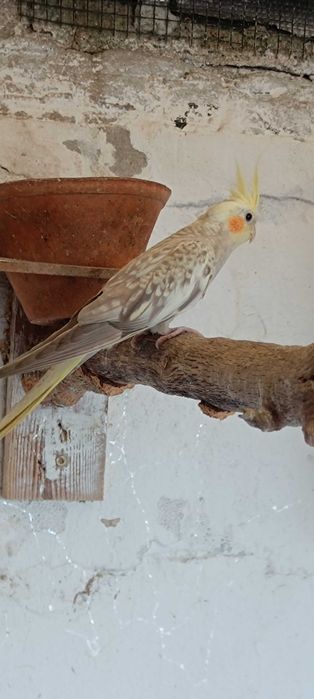 Vendo caturra nova