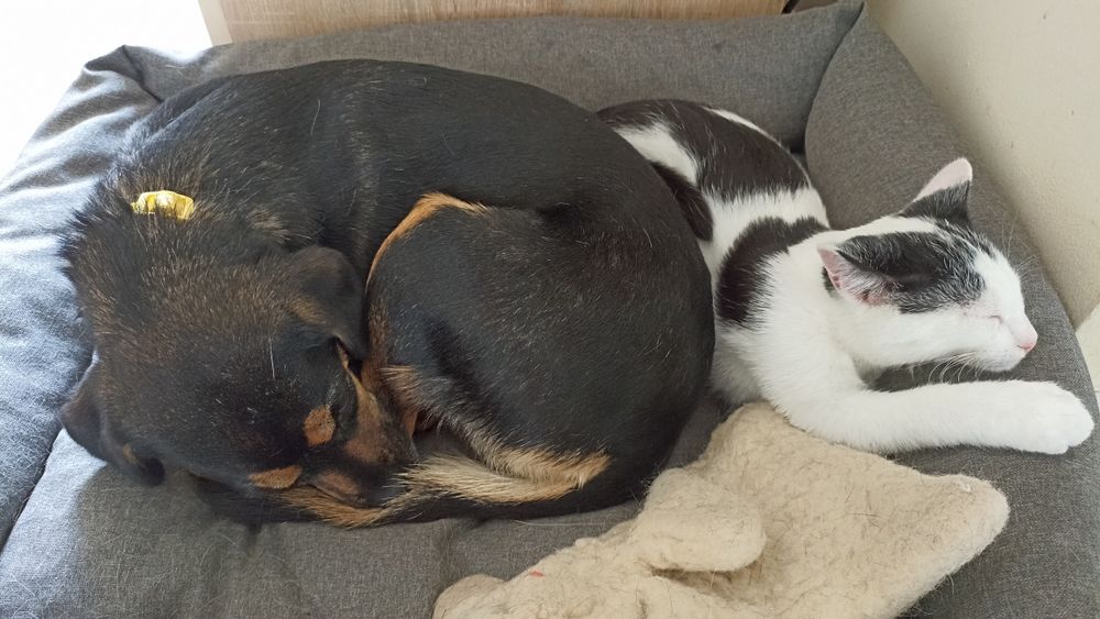 Kocurki szukają domu