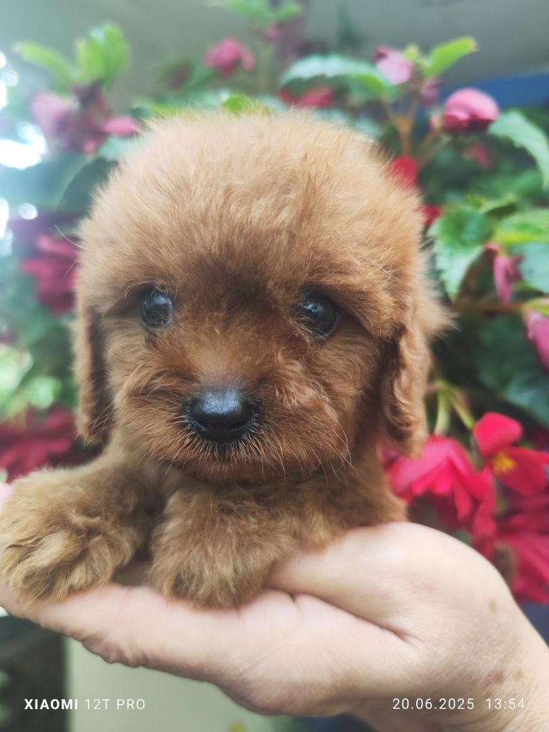 Cavapoo F1 urocza dziewczynka