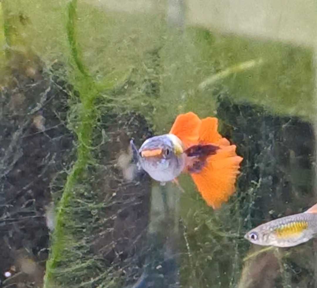 Guppys de linhagem criação própria