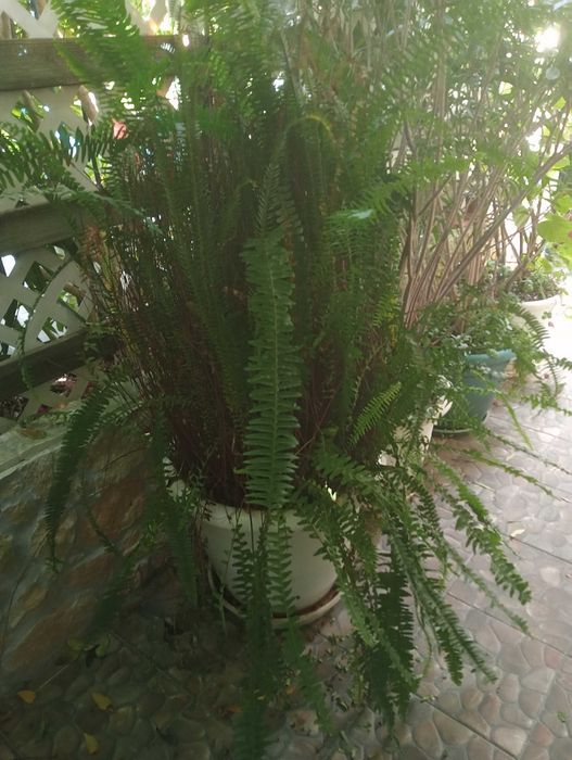Plantas tamanho grande para venda/espirradeira (Nerium oleander).