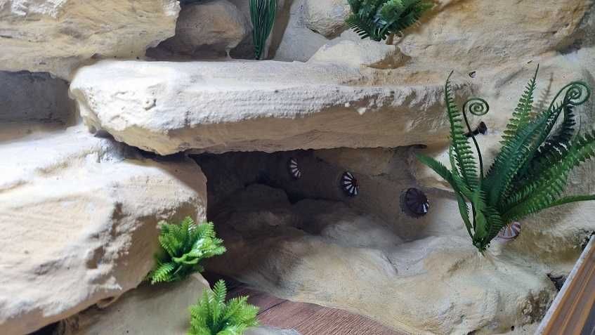 Terrarium  gotowe  dla agamy , gekona ,jaszczurki 100x50x50