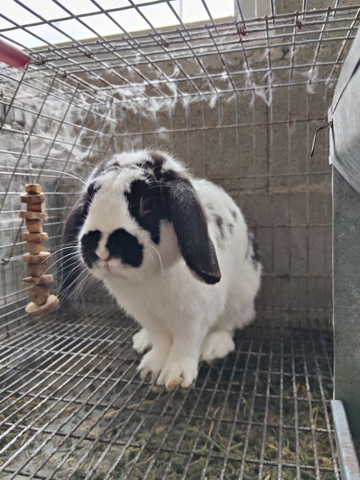 Coelhinhos anões adultos