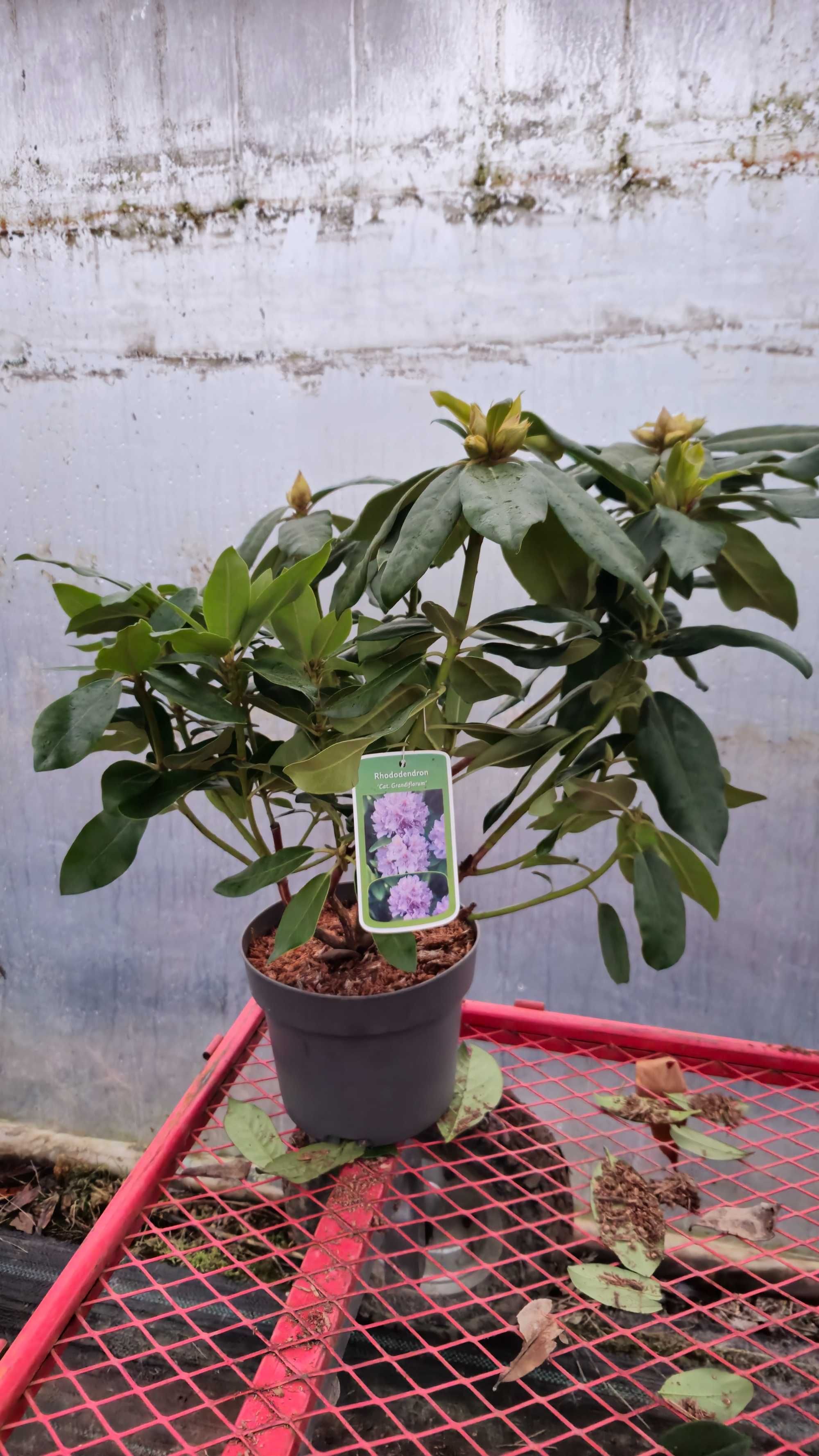 Rododendron 50-60 cm w donicy 4 litrowej
