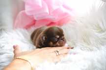 Chihuahua Cudna Mini Suczka