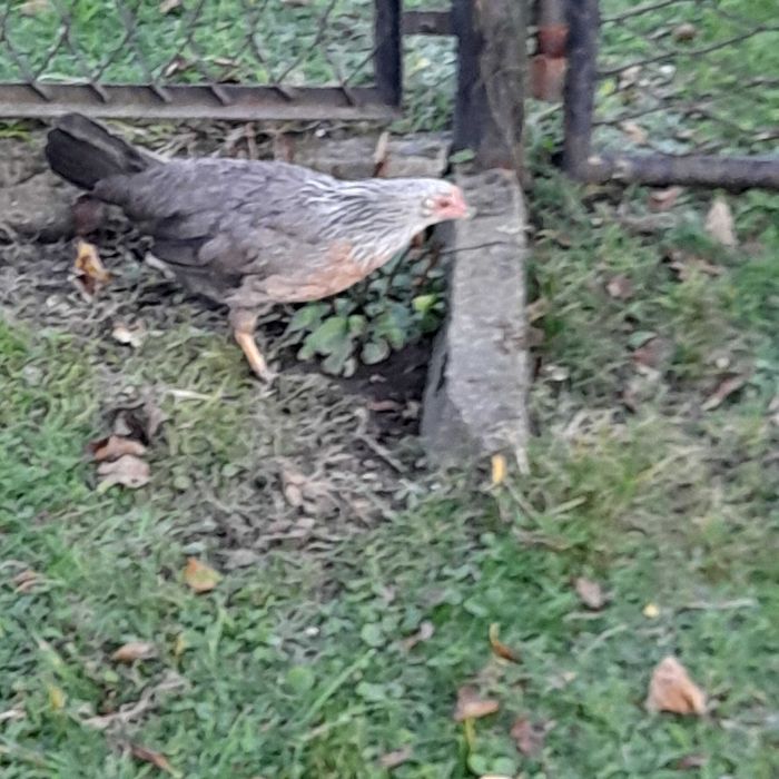 Kurki włoszki srebrne 14 tyg.