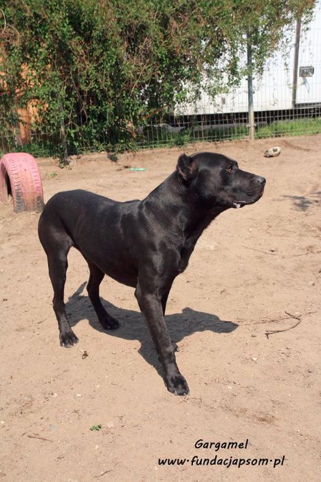 Gargamel - piesek w typie cane corso