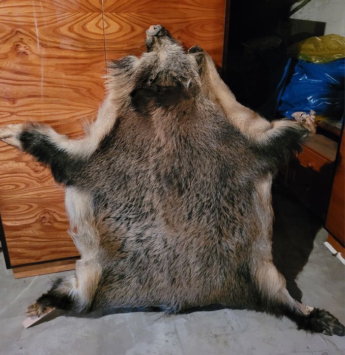 Skóra z dzika, naturalna, na stelażu