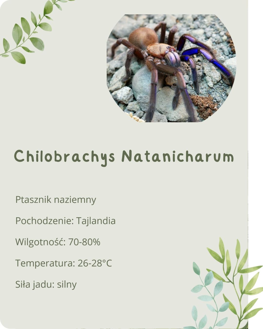 Chilobrachys Natanicharum l3
