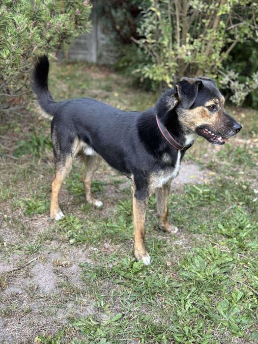 Piesek do Adopcji samiec