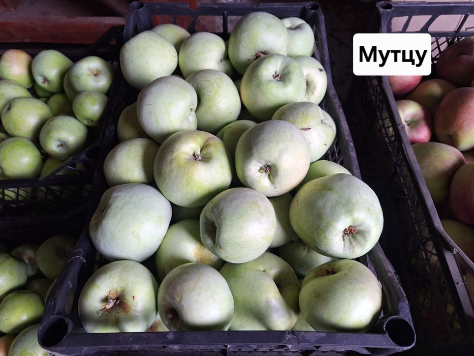 Продам домашні яблука