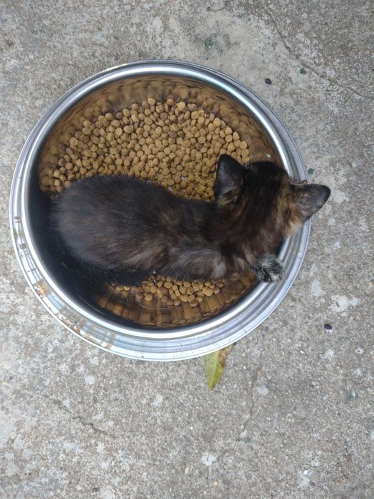 Uma gatinha para adopção