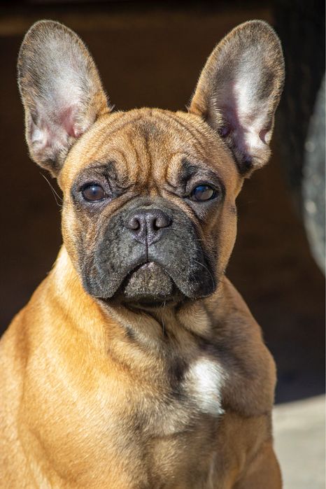Супер!!! Французький бульдог, дівчинка, КСУ, 7 місяців