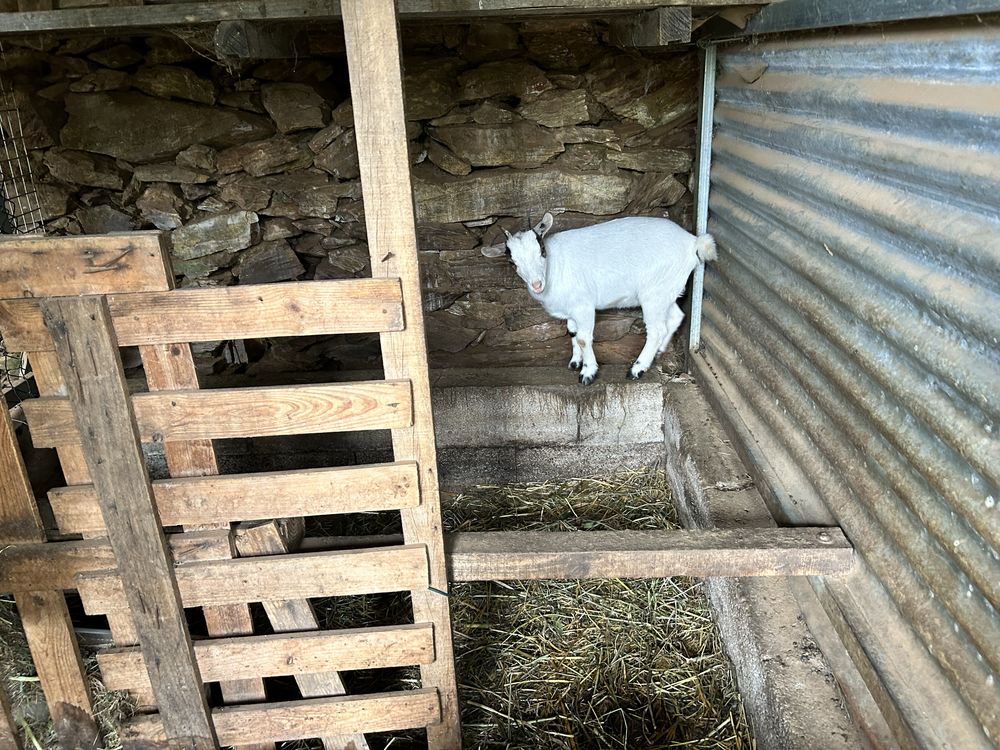 Cabras micro anas