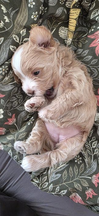 Maltipoo, Pudel toy plus Maltańczyk, szczeniak,prześliczny chłopiec