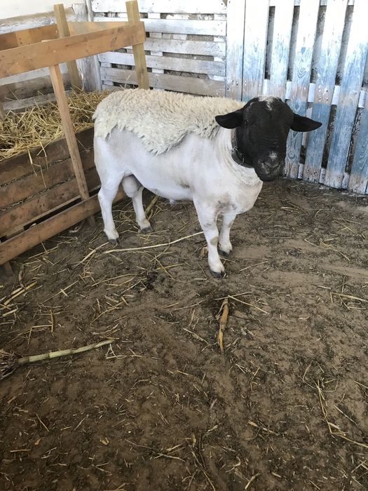 Кросс дорпер-романовская