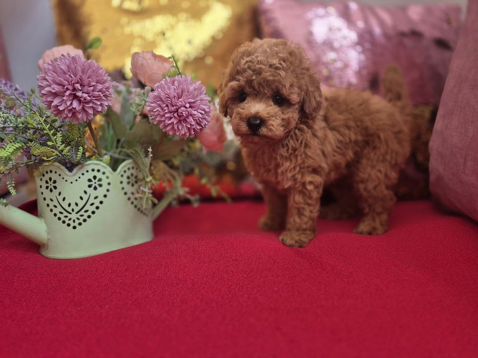 Toy Pudel. Dziewczinka. Red Brown