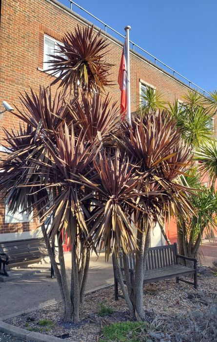 Tamarilho e Cordyline australis