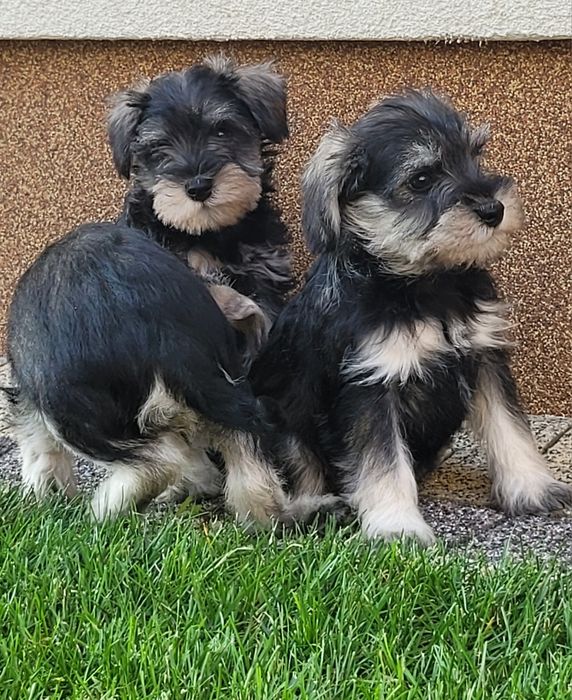 Sznaucer Miniaturowy Szczeniak Pieprz i Sól