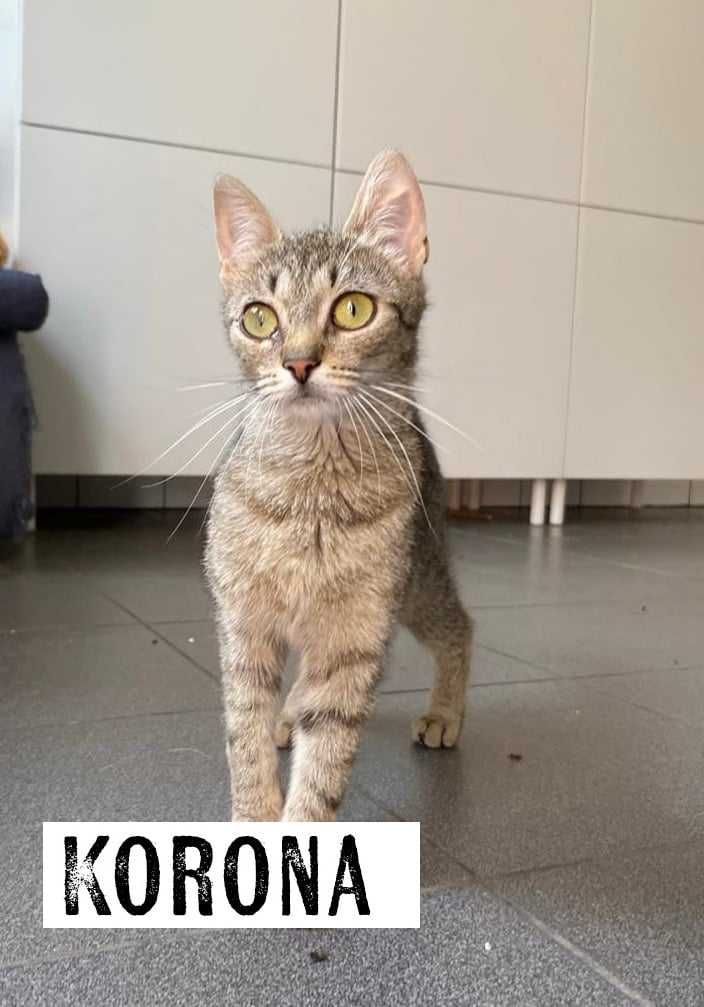 Koty do adopcji, kociaki szukają domów