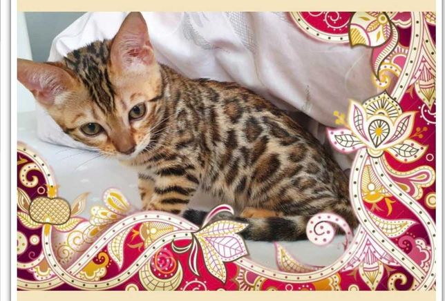 Kot bengalski  - mały lampart