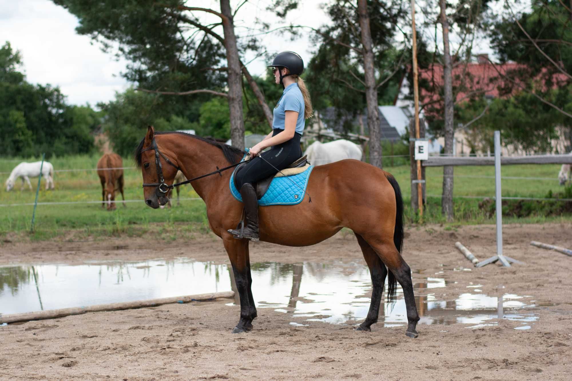 Klacz gr D 146 cm 4 lata pół AQH, zajezdzona