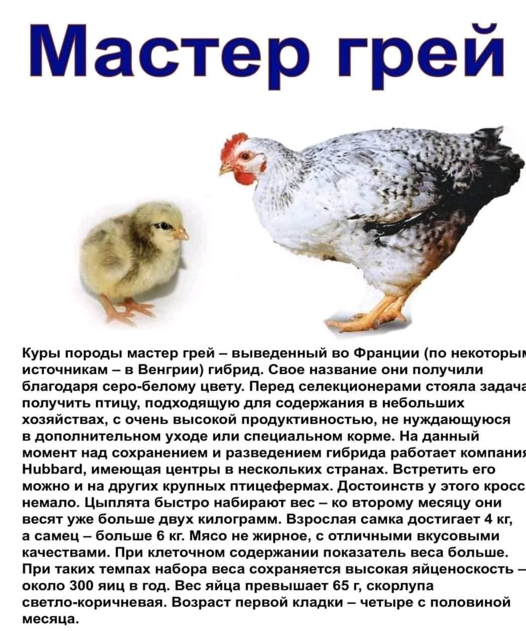 Реализацыя :утка,бройлер,курчата мясояичной породы,гуси,куры несушки