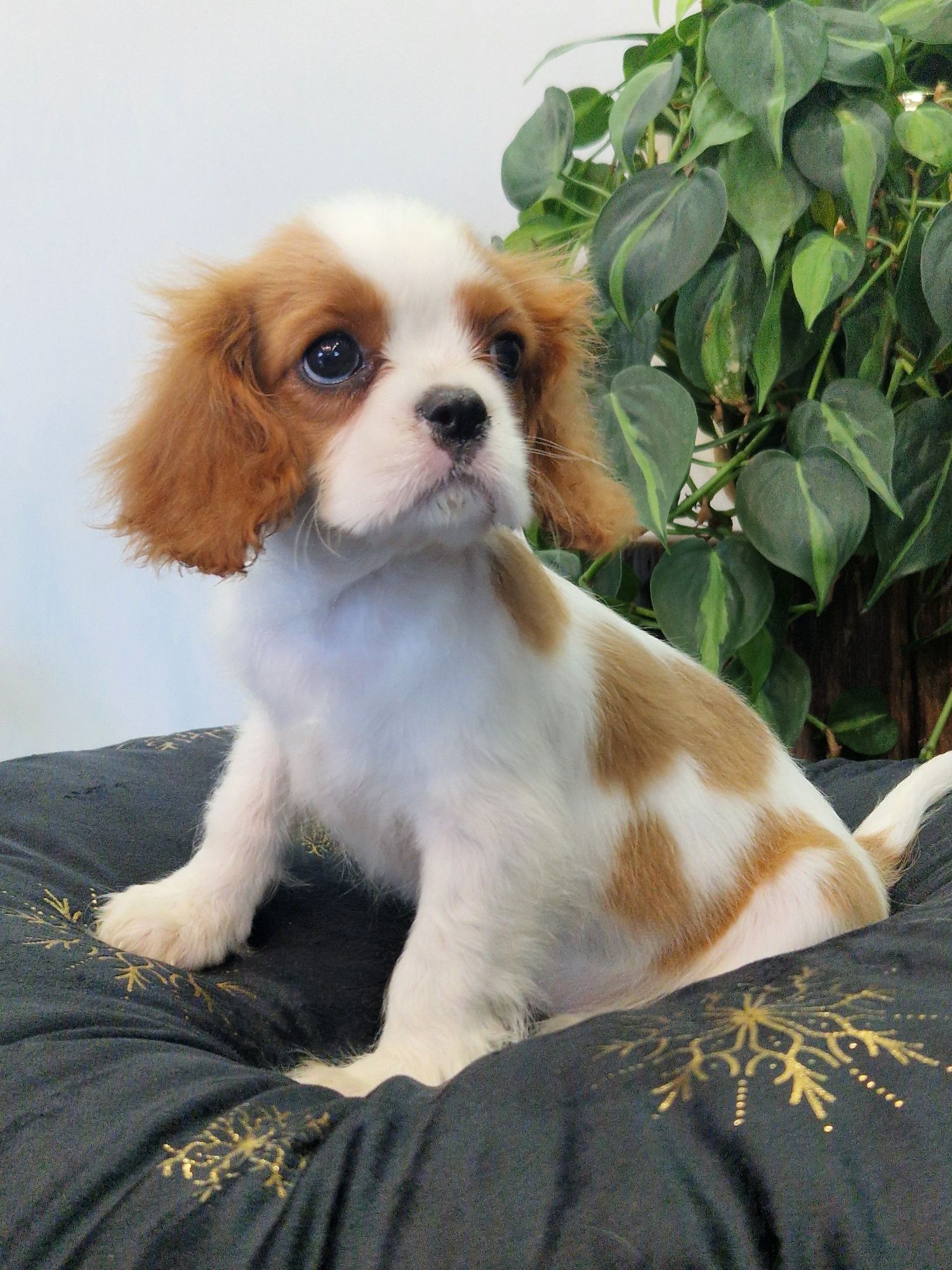 Sprzedam sunię Cavalier King Charles Spaniel