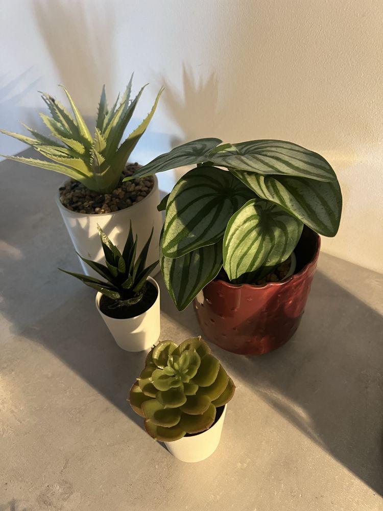 Conjunto de plantas de decoração