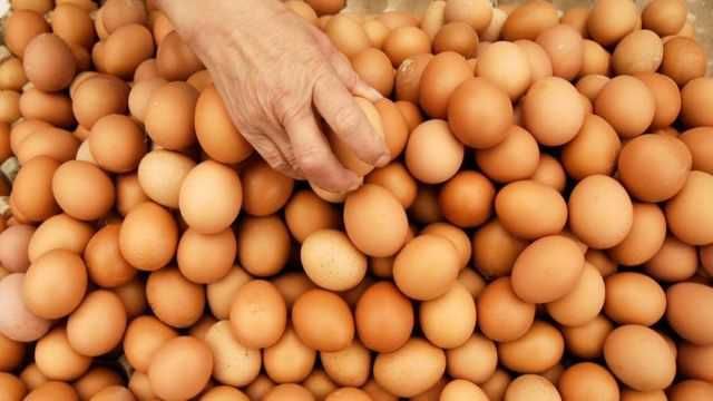 Инкубационное яйцо мастер грей Венгрия