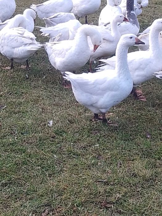 Gęsi kołudzkie ekologiczne
