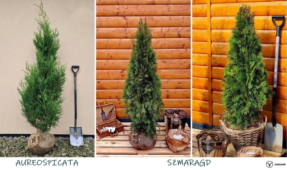 Tuja Szmaragd Tuja Złotokończysta