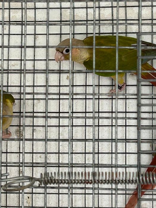 Troco uma Pyrhuras macho por uma fêmea  com sexagem