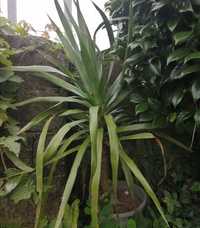 Planta Dracaena com 1 m
