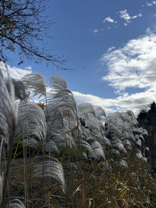 Działka ROD Dzierżona Nysa