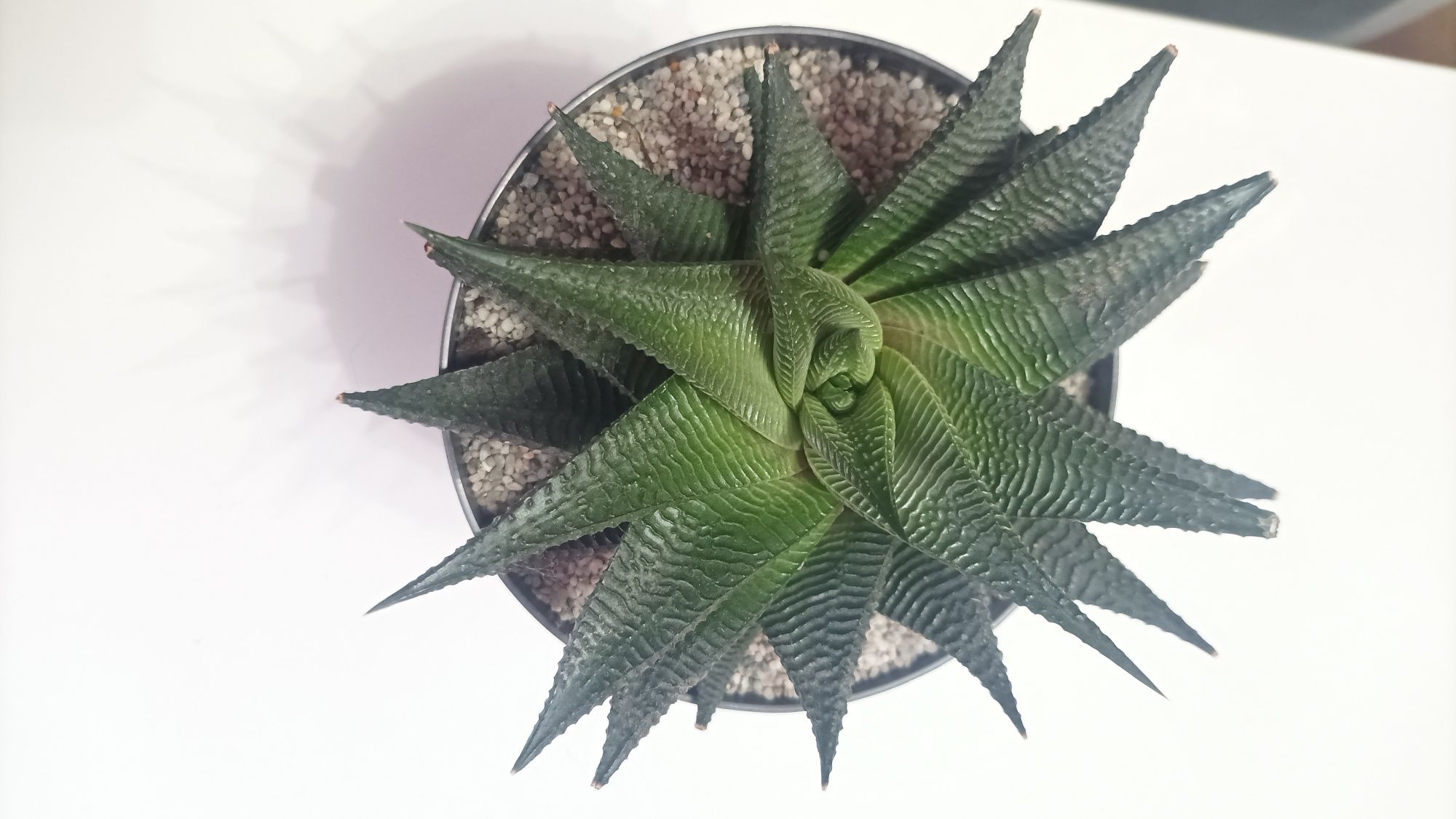 Haworthia limifolia