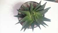 Haworthia limifolia