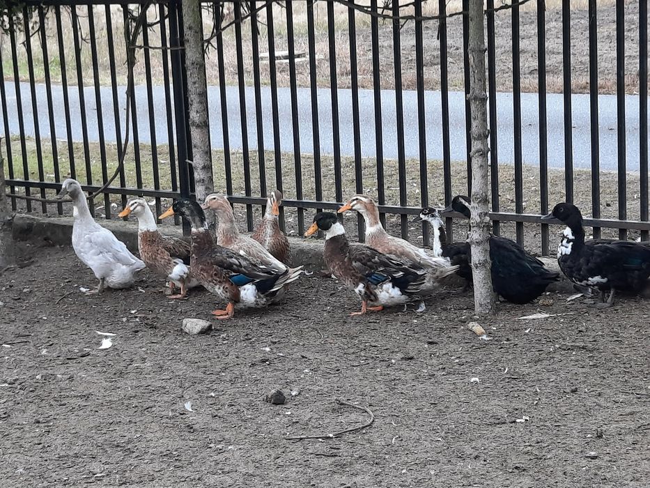 Kaczki Kaczory staropolskie niebieskie